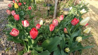 DSC_0511.JPG