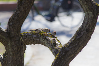 写真 2017-04-02 13 36 04.jpg
