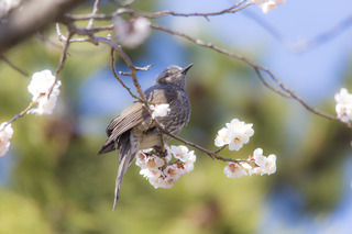 写真 2017-04-02 13 48 48.jpg