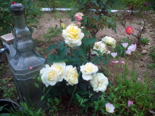 IMG_20170608_141032.jpg